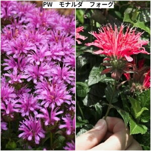 yPi / 3Zbgzi_i xKbg j tH[O 11cm|bgcPW v[uECi[Y h N č炫 ϊ