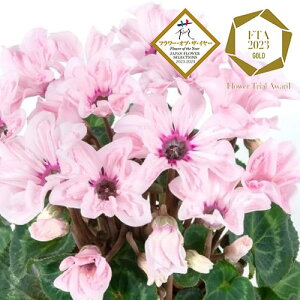 yPi / 3ZbgzVN C[WA@sNe Vi3|bgc ԕc K[fVN N  蕨 MtgyNISALEiz