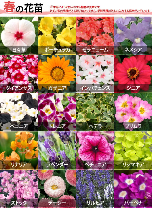 楽天市場 送料無料 季節の花苗 ポットセット 花色ミックス ガーデニング 花壇 寄せ植え 春 夏 秋 冬 花みどりマーケット 楽天市場店