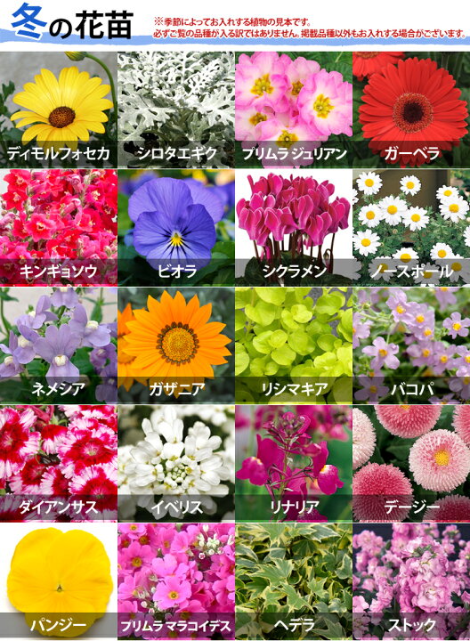 1485円 59 Off 季節の寄せ植えｗ 250 鉢花