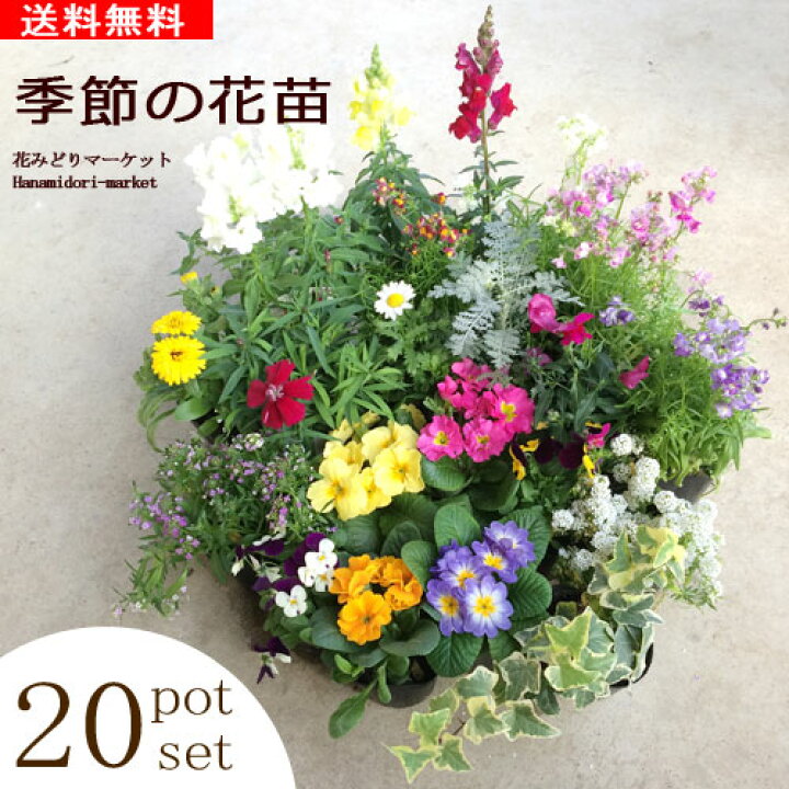 楽天市場 送料無料 季節の花苗 ポットセット 花色ミックス ガーデニング 花壇 寄せ植え 春 夏 秋 冬 花みどりマーケット 楽天市場店