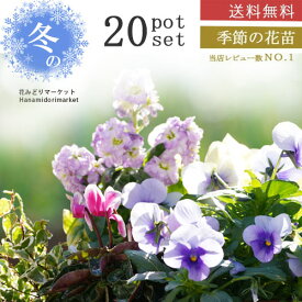 【送料無料】福袋 冬の花苗 20ポットセット 品種・花色ミックス 3～3.5号ポットガーデニング 花壇 寄せ植え ハンギング 冬 プレゼント 花苗 花の苗 人気 母の日ビオラ パンジー プリムラ アリッサム