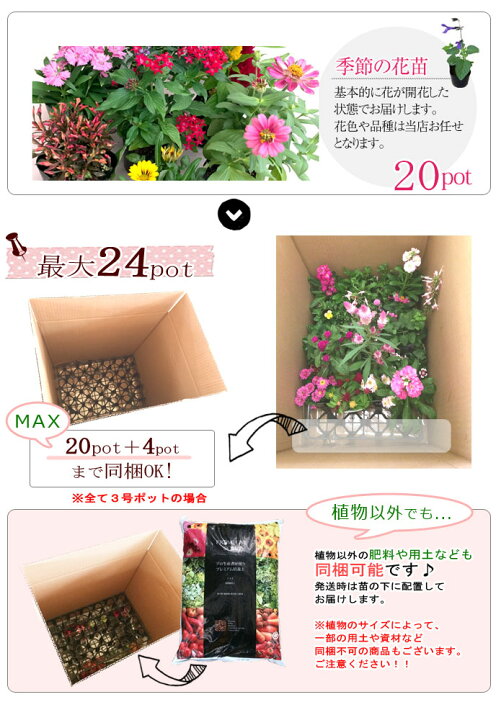 楽天市場 送料無料 季節の花苗 ポットセット 花色ミックス ガーデニング 花壇 寄せ植え 春 夏 秋 冬 花みどりマーケット 楽天市場店
