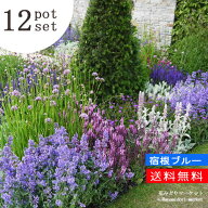 【送料無料】【12種セット】ブルーガーデン宿根草苗セット 12種 計12ポットセット安心の育て方メモ付きイ…