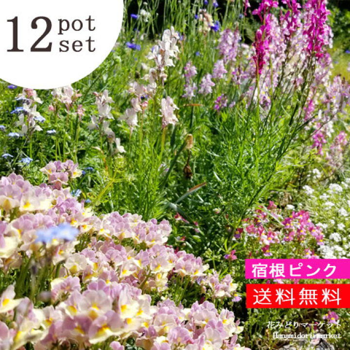 楽天市場】【送料無料】【12種セット】ピンクガーデン宿根草セット 12  