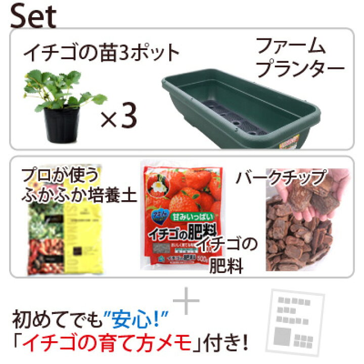 楽天市場 送料無料 いちご苗 3株 栽培セット 栽培に必要なものをまとめてお届け 育てやすいイチゴイチゴ苗 家庭菜園 初心者 セット プランター 肥料 花みどりマーケット 楽天市場店