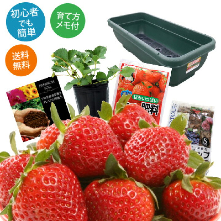 楽天市場 送料無料 いちご苗 3株 栽培セット 栽培に必要なものをまとめてお届け 育てやすいイチゴイチゴ苗 家庭菜園 初心者 セット プランター 肥料 花みどりマーケット 楽天市場店