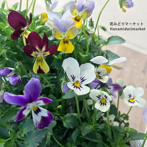 ylzrI тƉV[Y 2.5|bgc ԕc Ԓd 񂹐A Rei H ~ t  ϊ