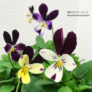 �y�P�i / 3�Z�b�g/5�Z�b�g�z�r�I�� �o�j�[�C���[�Y�i�p�[�v���C���[�j 3���|�b�g�c �ԕc �Ԓd �񂹐A�� �R���e�i �H �~ �t ������ �ϊ���