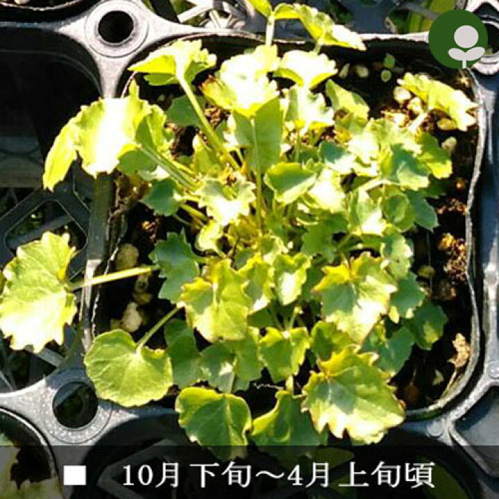 楽天市場 カンパニュラ アルペンブルー 3号ポット苗イングリッシュガーデン グランドカバー 花苗 多年草 宿根草 ブルー 青 パープル 紫 耐寒 常緑 耐暑 花みどりマーケット 楽天市場店