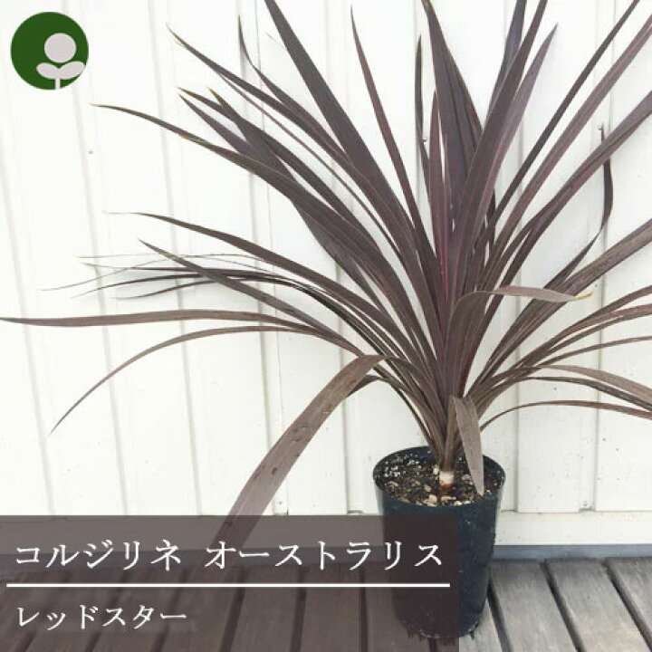 楽天市場 コルジリネ レッドスター 5 5 5号ポット苗耐寒性 ドライガーデン カラーリーフ グラス 観葉植物 花苗 多年草 オーナメンタルプランツ 玄関 メンテナンスフリー 花みどりマーケット 楽天市場店