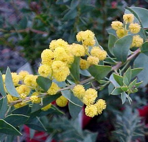 AJVA JgtH~X OptAJVA 3`3.5|bgcԕc Ԗؕc V{c[   F