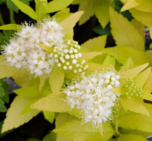 yPi / 3ZbgzVcP iXsGAjzCgS[h 3|bgcVu  J[[t 񂹐A