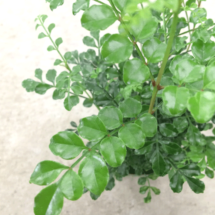 【2個セット】 シマトネリコ 3号ポット苗 計2ポット寄せ植え シンボルツリー 観葉植物 インテリアグリーン 観葉植物 庭木  花みどりマーケット 
