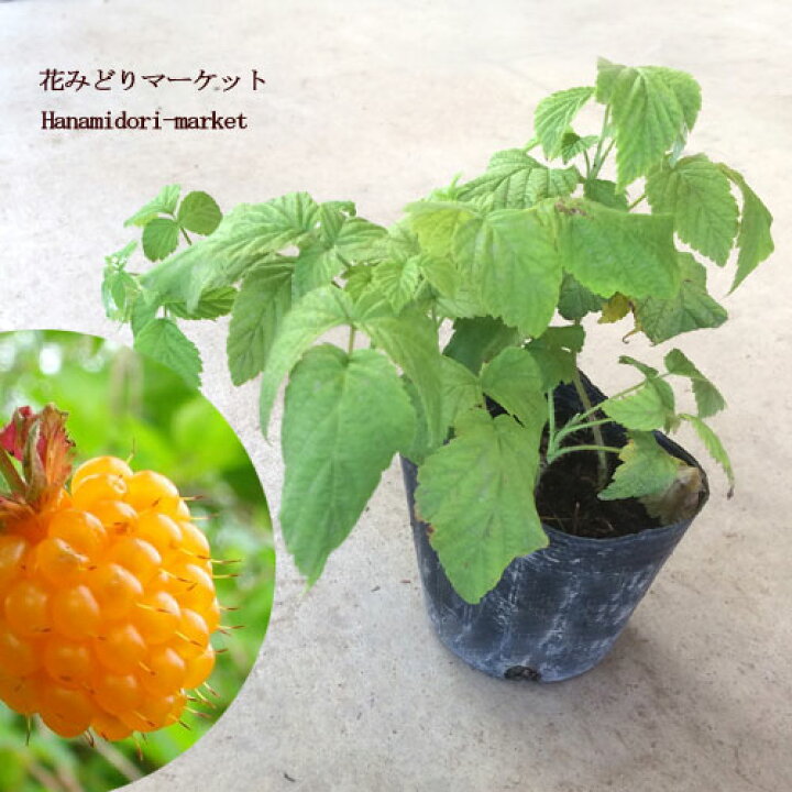 楽天市場 イエローラズベリー キイチゴ 3号ポット苗庭木 シュラブ 多年草 花みどりマーケット 楽天市場店
