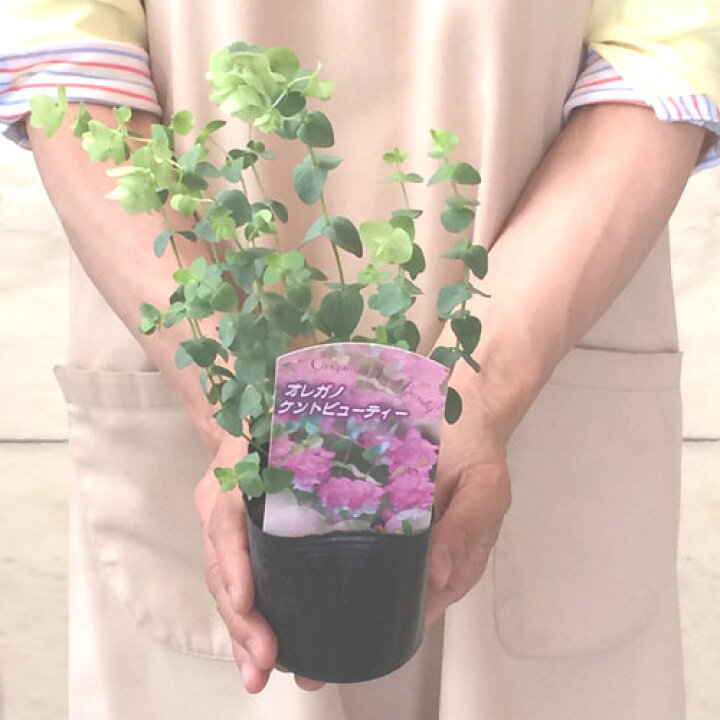 楽天市場 オレガノ ケントビューティ 3号ポット苗イングリッシュガーデン 宿根草 多年草 鉢花 ピンクガーデン 花苗 ハーブ苗 花みどりマーケット 楽天市場店