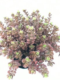 楽天市場 グランドカバー 常緑 多年草 種類 植物 サボテン の通販