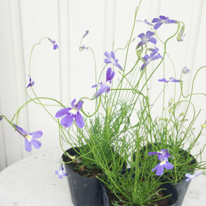 草花の苗 宿根ロベリア パラシオンブルー3 3 5号ポット 2株セット 限定品 2株セット 草花の苗 宿根ロベリア パラシオンブルー3 3 5号ポット 2株セット 限定品 2株セット
