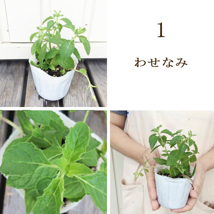 楽天市場 ミント ニホンハッカ 各種 3号ポット苗 わせなみ 南アルプス まんよう あかまる りょくび しゅうび あやなみ ホクト日本薄荷 和ハッカ 香り 宿根草 ハーブ苗 多年草 花みどりマーケット 楽天市場店