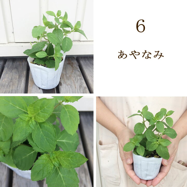 楽天市場 ミント ニホンハッカ 各種 3号ポット苗 わせなみ 南アルプス まんよう あかまる りょくび しゅうび あやなみ ホクト日本薄荷 和ハッカ 香り 宿根草 ハーブ苗 多年草 花みどりマーケット 楽天市場店