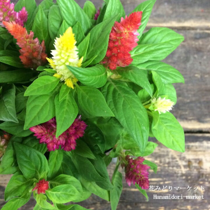 楽天市場 2個セット ケイトウ 混色仕立て セロシア キャッスル 3 5号ポット 計2ポットセット花苗 苗 春 夏 秋 花みどりマーケット 楽天市場店