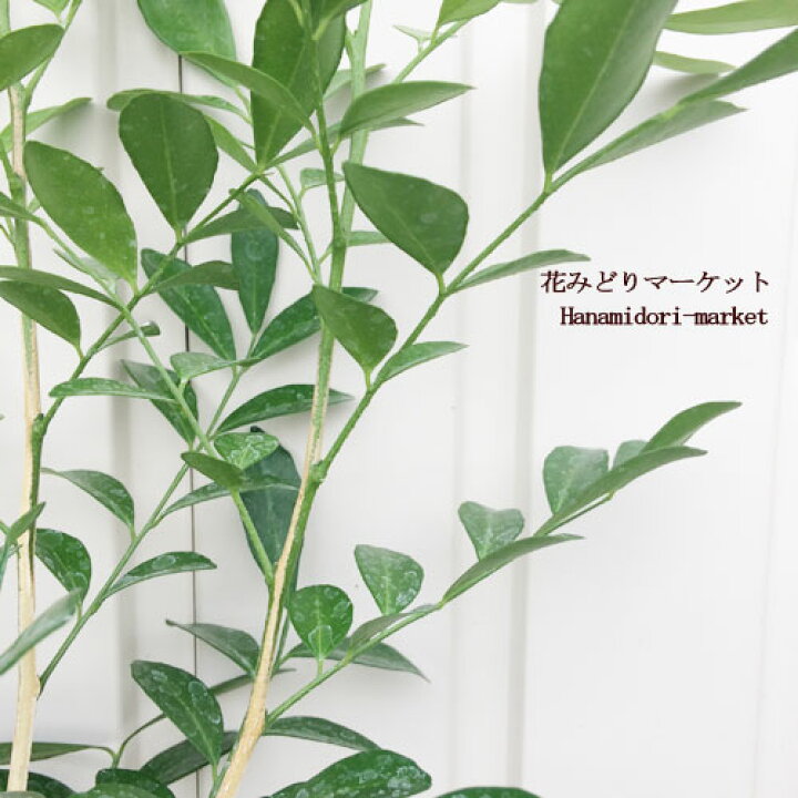 楽天市場 ゲッキツ オレンジジャスミン シルクジャスミン 7号鉢 受け皿付 花みどりマーケット 楽天市場店 楽天市場 ゲッキツ オレンジジャスミン シルクジャスミン 7号鉢 受け皿付 花みどりマーケット 楽天市場店