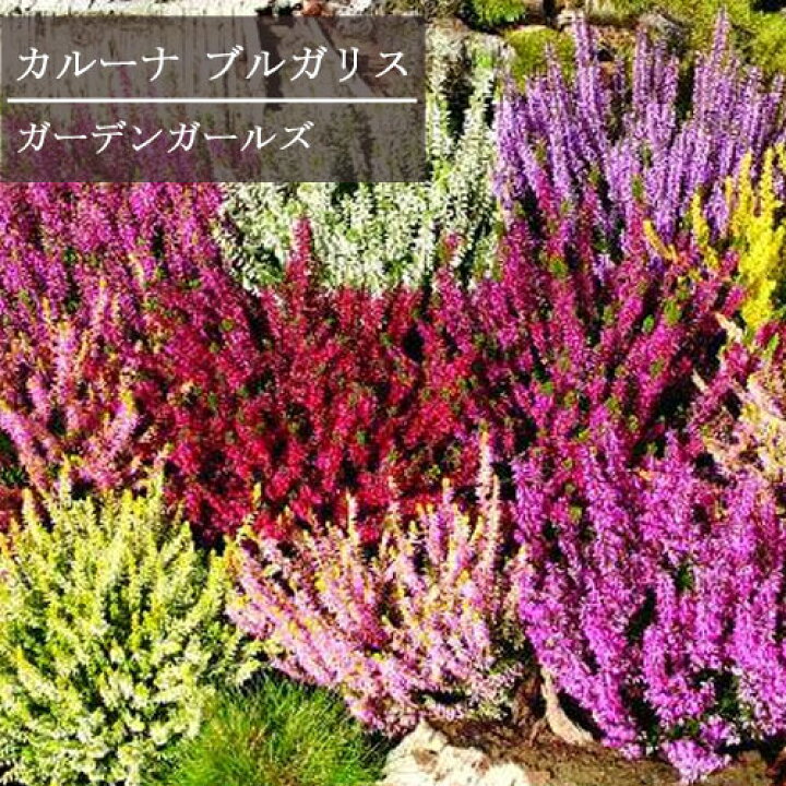 楽天市場 カルーナ ガーデンガールズ 3号ポット苗花苗 花木苗 花木 シュラブ 紅葉 寄せ植え 耐寒 耐暑 多年草 庭木 宿根草 ピンク ホワイト 白 花みどりマーケット 楽天市場店