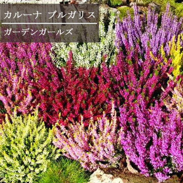 楽天市場 カルーナ ガーデンガールズ 3号ポット苗花苗 花木苗 花木 シュラブ 紅葉 寄せ植え 耐寒 耐暑 多年草 庭木 宿根草 ピンク ホワイト 白 花みどりマーケット 楽天市場店