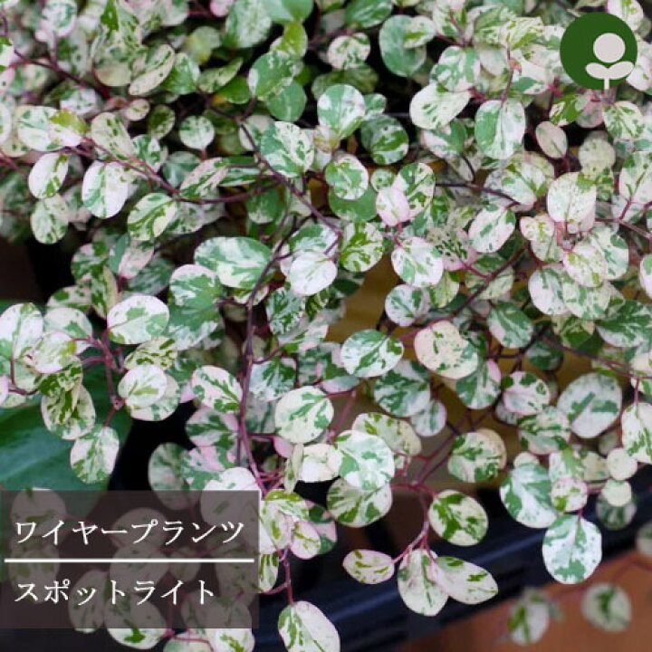 楽天市場 ワイヤープランツ 斑入り スポットライト 3号ポット苗カラーリーフ 寄せ植え 観葉植物 花苗 多年草 花みどりマーケット 楽天市場店
