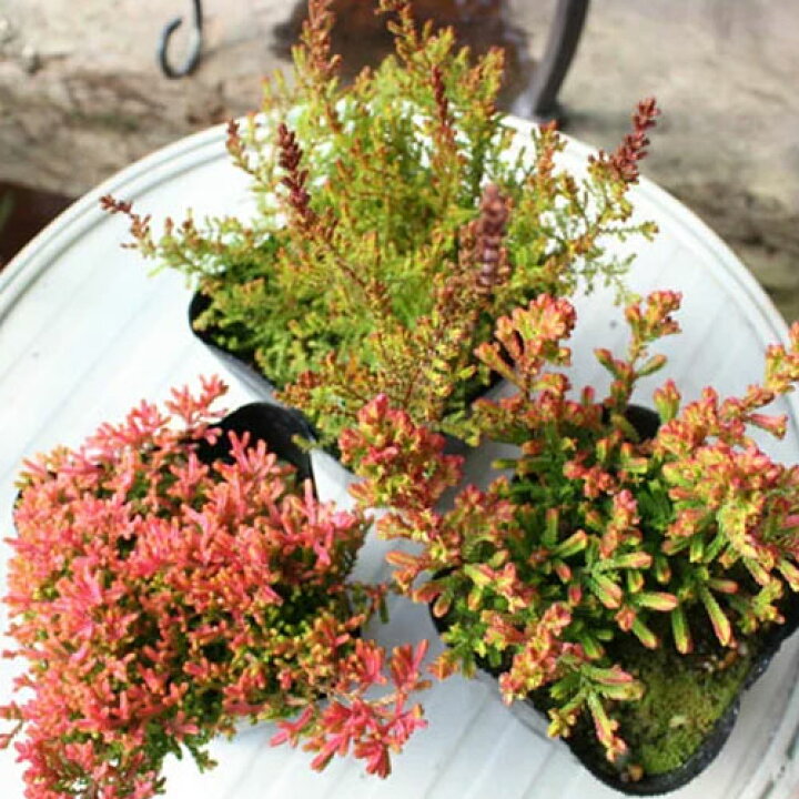 楽天市場 カルーナ ブルガリス 紅葉系 3号ポット苗紅葉 花木 寄せ植え 多年草 宿根草 シュラブ 庭木 灌木 花苗 花木苗 庭木 花みどりマーケット 楽天市場店