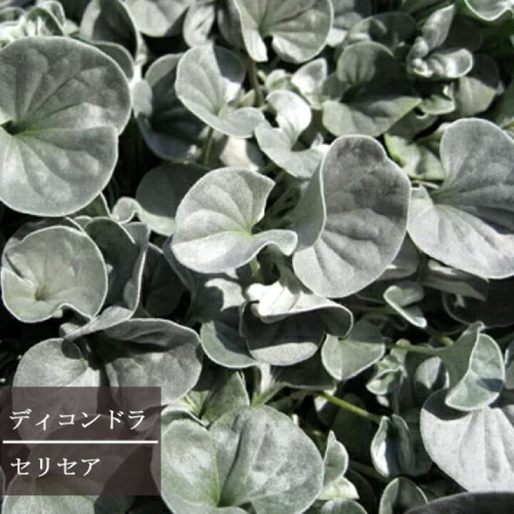 楽天市場 ディコンドラ セリセア 銀葉 3 5号ポット苗 花苗 多年草 宿根草 日陰 シェードガーデン 北向き カラーリーフ グランドカバー 寄せ植え 花みどりマーケット 楽天市場店 楽天市場 ディコンドラ セリセア 銀葉 3 5号ポット苗 花苗 多年草 宿根草 日陰 シェードガーデン 北向き カラーリーフ グランドカバー 寄せ植え 花みどりマーケット 楽天市場店