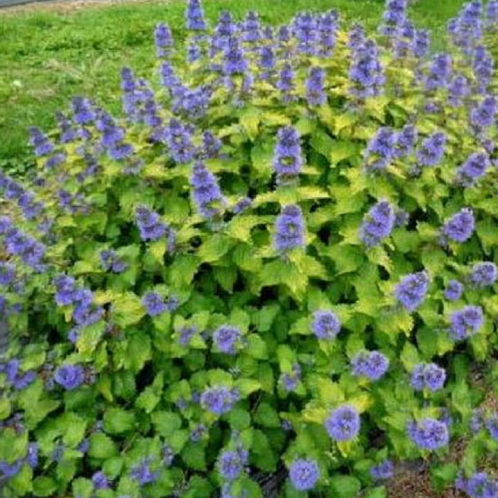 アリウム大苗 ミレニアム 宿根草 花苗 多年草 アリューム 球根 5号ポット苗 アリウム大苗 ミレニアム 宿根草 花苗 多年草 アリューム 球根 5号ポット苗