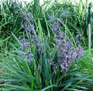 yPi / 3ZbgzLLE / fBAl gu 3|bgcJ[[t I[i^OX hCK[f h