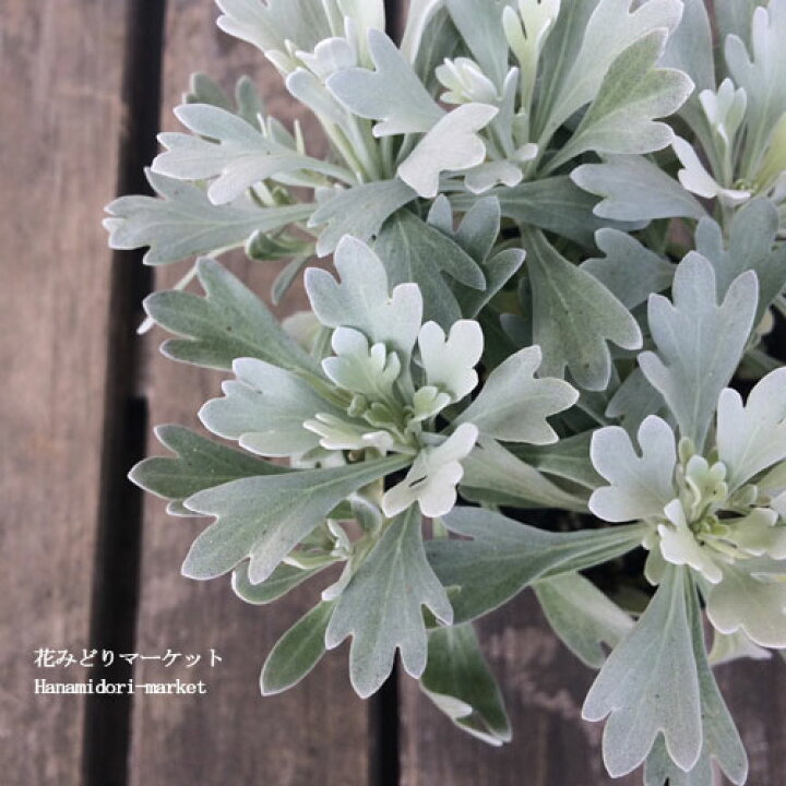 楽天市場 モクビャッコウ 木白香 3号ポット苗花苗 寄せ植え 鉢植え 香り 花木 低木 灌木 シュラブ カラーリーフ 花みどりマーケット 楽天市場店