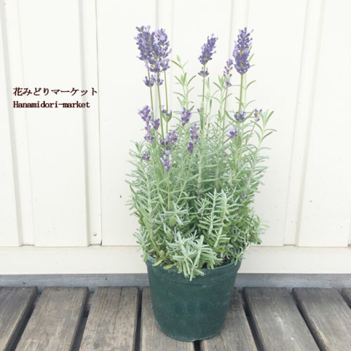 イングリッシュラベンダー 種 1袋 150mg タネ ラベンダーの種 ラベンダーの花 国華園 種子 花たね 花の種 最も 1袋