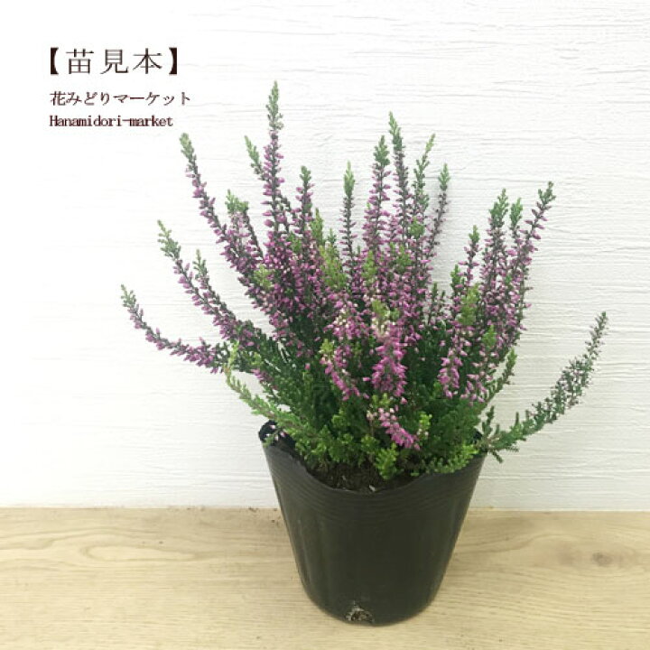 楽天市場 カルーナ ガーデンガールズ 3号ポット苗花苗 花木苗 花木 シュラブ 紅葉 寄せ植え 耐寒 耐暑 多年草 庭木 宿根草 ピンク ホワイト 白 花みどりマーケット 楽天市場店