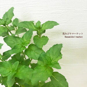 ~gCObV~gi COVXyA~gj3|bgcn[u ϊ Ϗ  CObVK[f |^WF n[uc ԕc N h