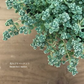 楽天市場 多肉植物 セダム 種類 植物 クラスラ 金のなる木 の通販