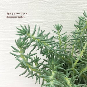 Z_ yXg Vo[iyXg[@Vo[j 2.5|bgctNT Vo[OhJo[ J[[t hCK[f ϗtA@A