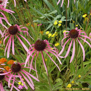 yPi / 3ZbgzGLiZA p_ 3`3.5|bgcԕc N h CObVK[f ϊ Ϗ  H ؂