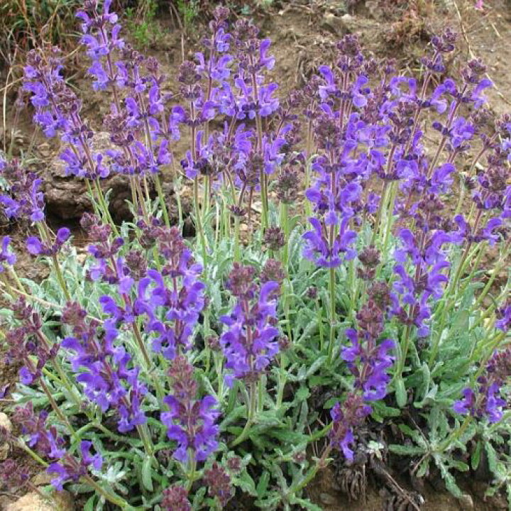 楽天市場 宿根サルビア ダゲスタニカ 3 3 5号ポット苗サルビア セージ 花苗 多年草 宿根草 イングリッシュガーデン ブルー パープル 青 紫 耐寒性 ロックガーデン カラーリーフ 花みどりマーケット 楽天市場店