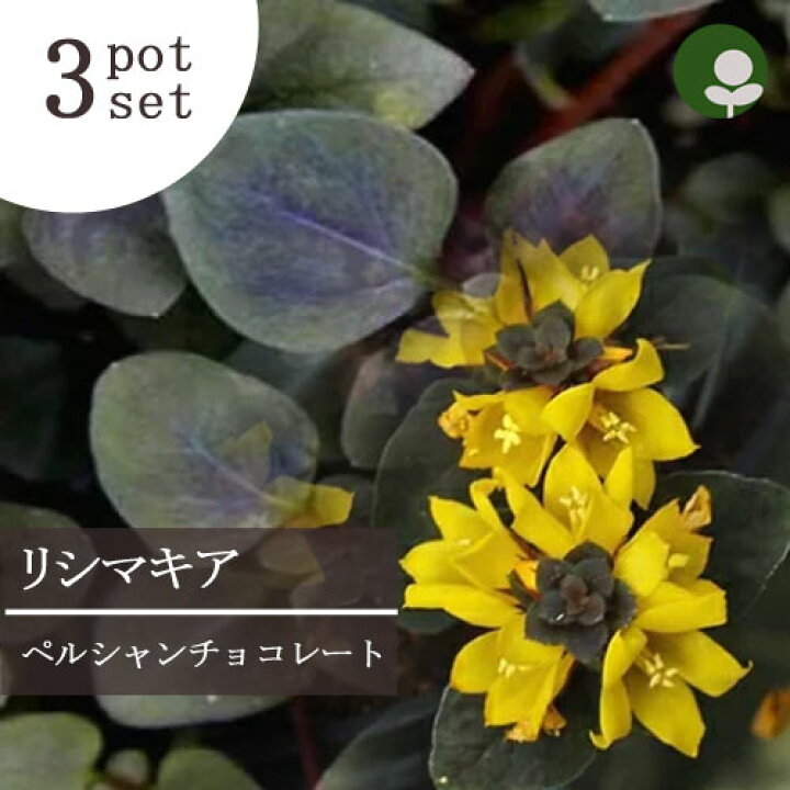 楽天市場 3個セット リシマキア ペルシャンチョコレート 3号ポット苗 計3ポットグランドカバー カラーリーフ 寄せ植え 寄せ植え お得 セット 花みどりマーケット 楽天市場店