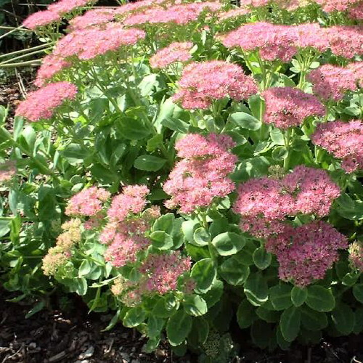 楽天市場 オオベンケイソウ セダム オータムジョイ 3号ポット 開花苗 花苗 多肉植物 宿根草 多年草 耐寒性 耐暑性 ピンク 花みどりマーケット 楽天市場店 楽天市場 オオベンケイソウ セダム オータムジョイ 3号ポット 開花苗 花苗 多肉植物 宿根草 多年草 耐寒性 耐暑性 ピンク 花みどりマーケット 楽天市場店