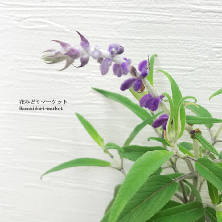 楽天市場 宿根サルビア レウカンサ アメジストセージ 3 3 5号ポット苗 サルビア 花苗 多年草 宿根草 セージ ハーブ苗 パープル 紫 花みどりマーケット 楽天市場店 楽天市場 宿根サルビア レウカンサ アメジストセージ 3 3 5号ポット苗 サルビア 花苗 多年草 宿根草 セージ ハーブ苗 パープル 紫 花みどりマーケット 楽天市場店