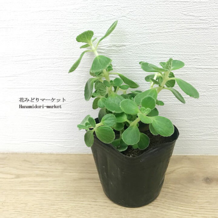 楽天市場 キューバンオレガノ プレクトランサス アロマティカス 3号ポット苗 ハーブ苗 花苗 多肉植物 多年草 鉢花 耐暑性 香り 花みどりマーケット 楽天市場店