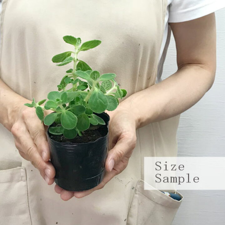 楽天市場 キューバンオレガノ プレクトランサス アロマティカス 3号ポット苗 ハーブ苗 花苗 多肉植物 多年草 鉢花 耐暑性 香り 花みどりマーケット 楽天市場店