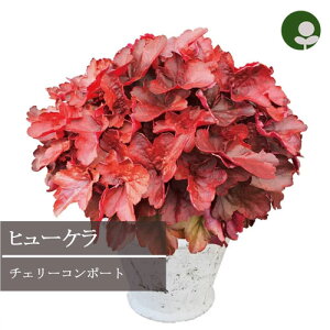 q[P / c{TS h`F `F[R|[g 3.5|bgc PW v[Bi[Y J[[t CObVK[f ԕc N h