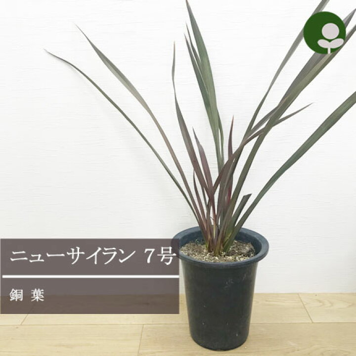 楽天市場 ニューサイラン フォーミューム パープレウム 銅葉 7号ポット苗花苗 グラス 多年草 宿根草 切り葉 耐寒性 耐暑性 花みどりマーケット 楽天市場店