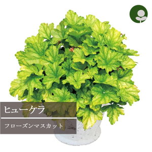 q[P / c{TS h`F t[Y}XJbg 3.5|bgc PW v[EBi[Y J[[t 񂹐A ԕc N h