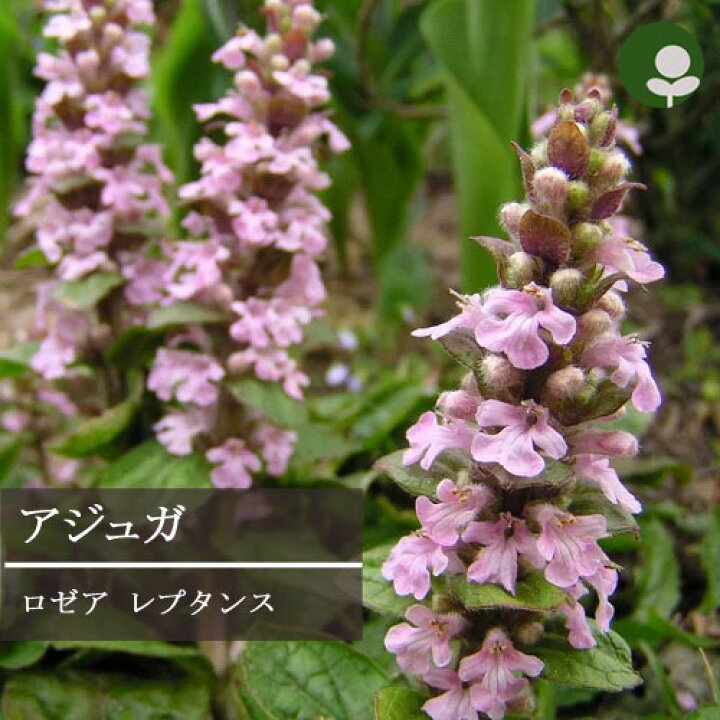 楽天市場 アジュガ レプタンス ロゼア ピンク花 3号ポット苗宿根草 イングリッシュガーデン 花苗 グランドカバー 多年草 耐寒性 耐寒性 日陰 シェード 寄せ植え 花みどりマーケット 楽天市場店 楽天市場 アジュガ レプタンス ロゼア ピンク花 3号ポット苗宿根草 イングリッシュガーデン 花苗 グランドカバー 多年草 耐寒性 耐寒性 日陰 シェード 寄せ植え 花みどりマーケット 楽天市場店